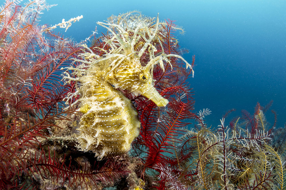 Formis Mancuso 24 gennaio